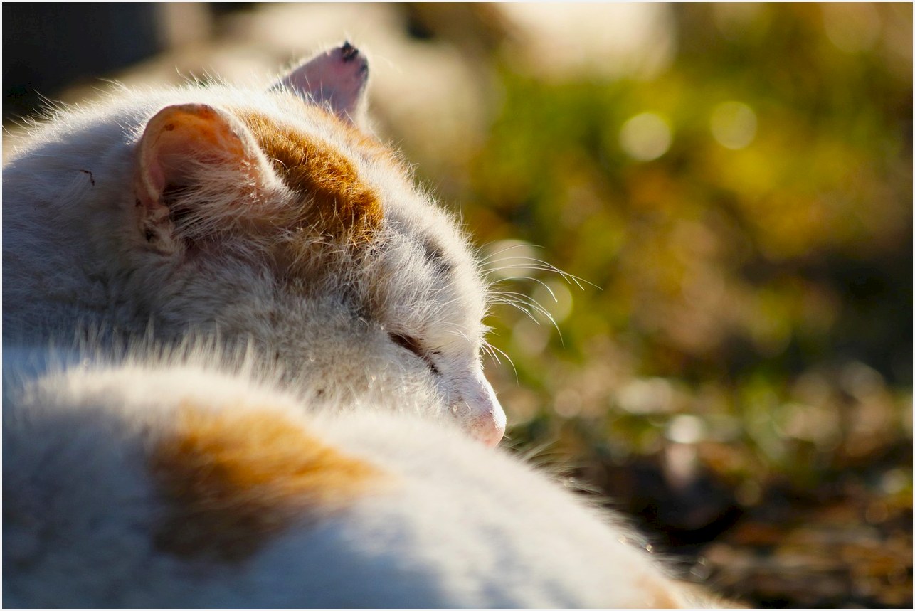 cat, nature, animal, sleeping, pet, asleep, sleep, tomcat, domestic cat, feline, mammal, closeup