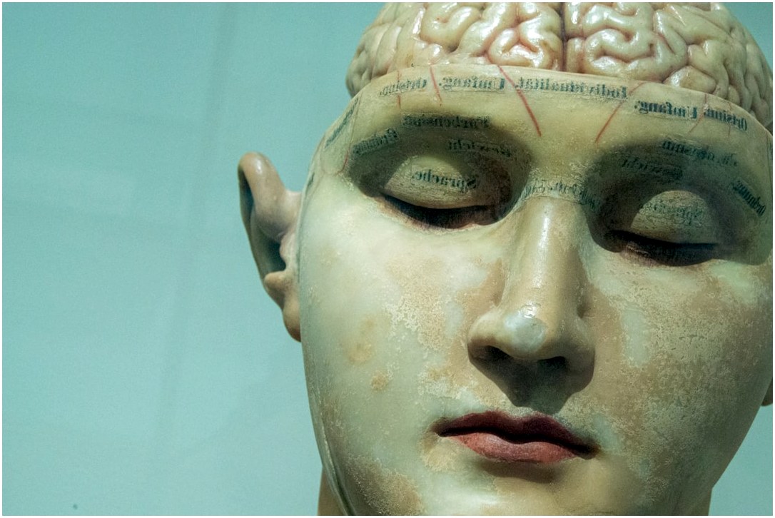 human anatomy model