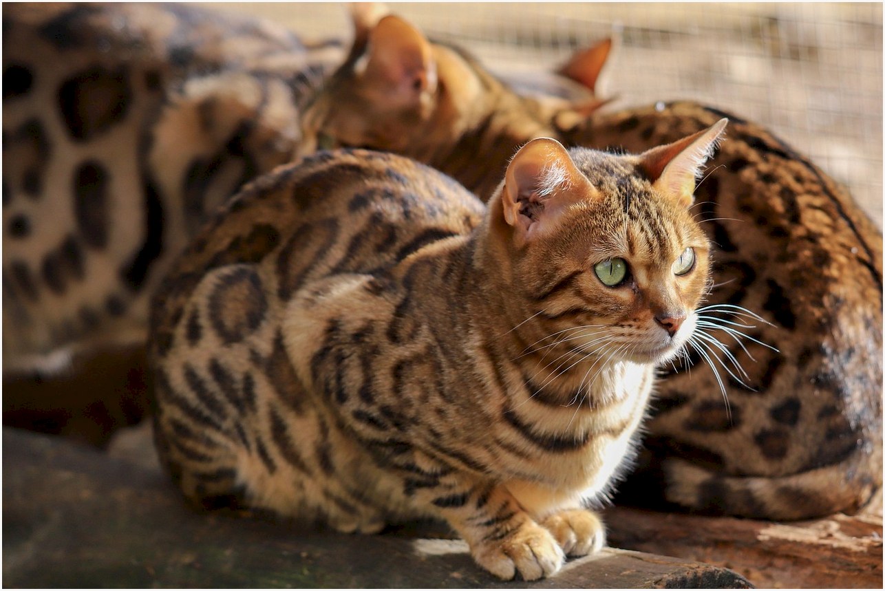 cat, feline, portrait, pet, beast, cute, bengal cat, nature, animal, view
