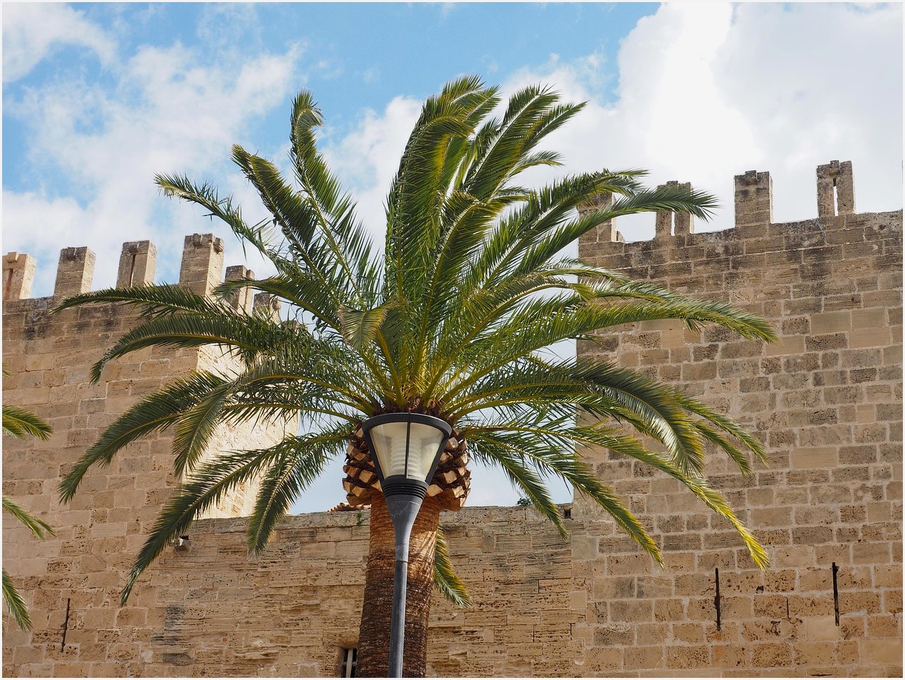 palm tree, palm fronds, city gate, porta del minor, porta de xara, alcúdia, mallorca, tower, defensive tower, city wall, gate