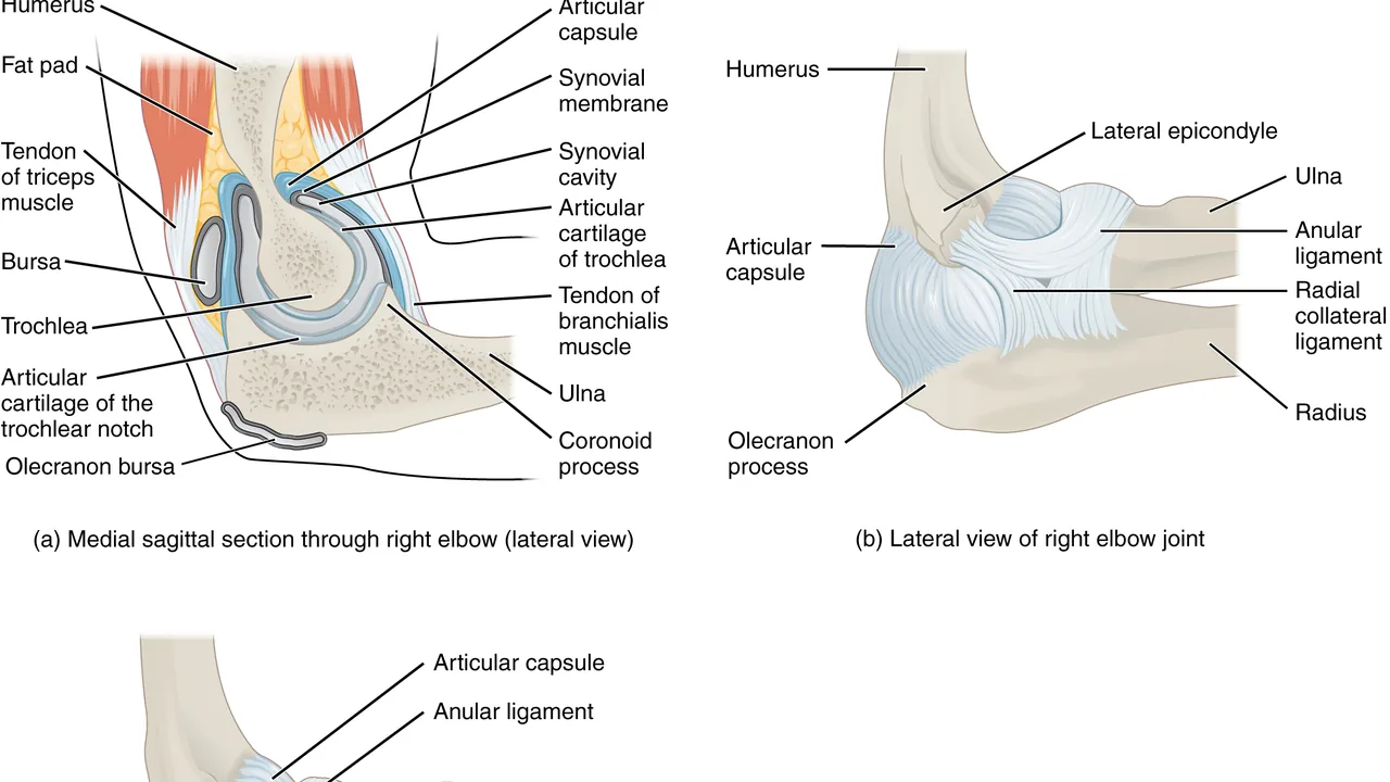 Diagrama anatômico da articulação do cotovelo, com ossos, tendões, ligamentos e bursa identificados