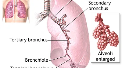 Ilustração anatômica dos pulmões e dos brônquios