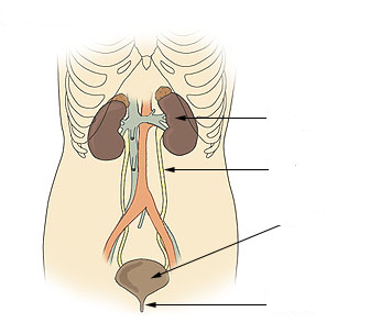 Ilustração do sistema urinário com rins, ureteres e bexiga